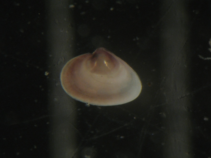 mission impossible...per me!!